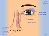 Oko a slzné kanálky