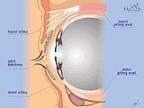 Průřez okem a měkkými tkáněmi