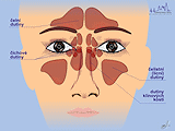 Vedlejší dutiny nosní-čelní pohled