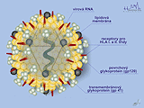 Virus HIV - schéma