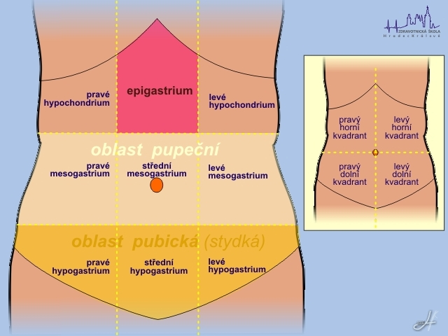 Mesogastrium. Квадранты живота. Правый верхний Квадрант живота. Разделение живота на квадранты.