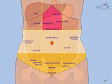 Topografie orgánů v oblastech dutiny břišní