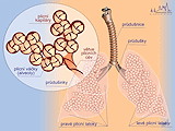 Anatomie plic, plicní parenchym